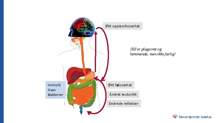 Økt oppmerksomhet IBS er plagsomt og hemmende, men ikke farlig! Innhold Gass Bakterier Økt