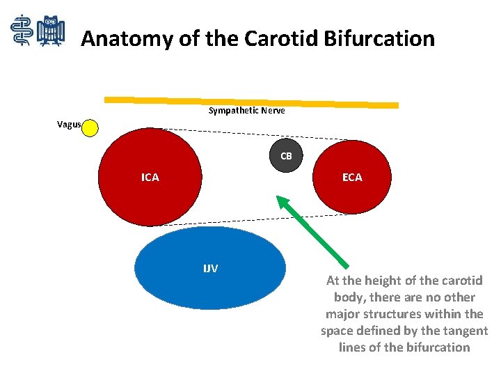 Anatomy of the Carotid Bifurcation Sympathetic Nerve Vagus CB ECA IJV At the height