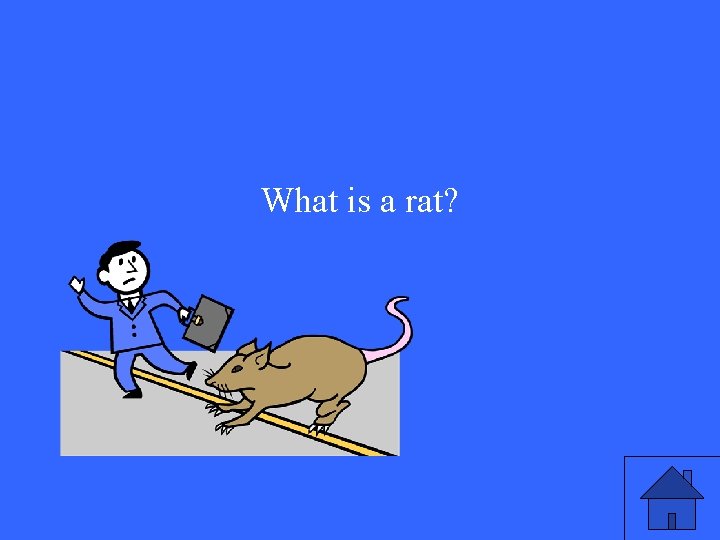 What is a rat? 