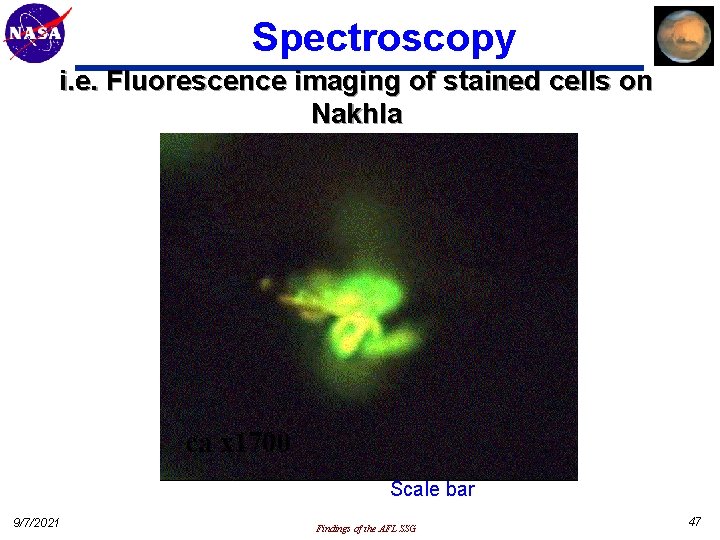 Spectroscopy i. e. Fluorescence imaging of stained cells on Nakhla Scale bar 9/7/2021 Findings