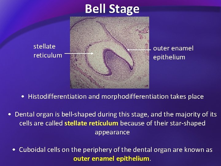 Bell Stage stellate reticulum outer enamel epithelium • Histodifferentiation and morphodifferentiation takes place •