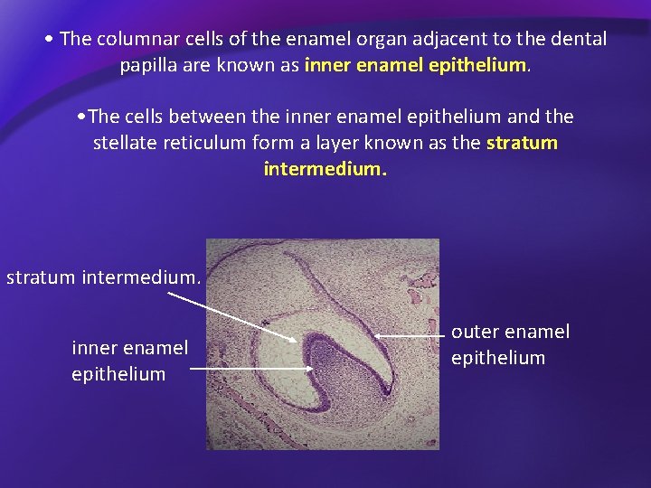 • The columnar cells of the enamel organ adjacent to the dental papilla