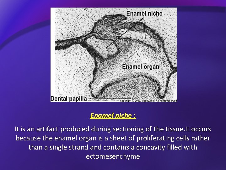 Enamel niche : It is an artifact produced during sectioning of the tissue. It