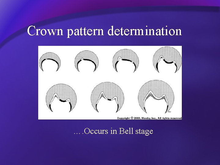 Crown pattern determination …. Occurs in Bell stage 