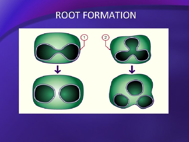 ROOT FORMATION 