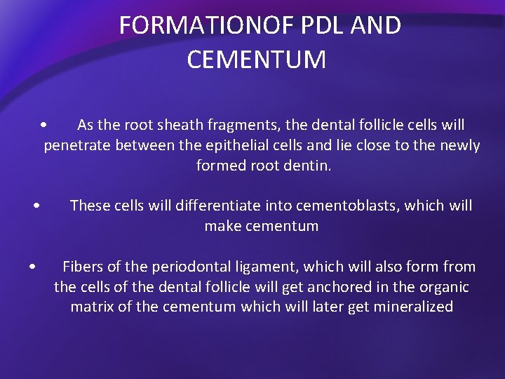 FORMATIONOF PDL AND CEMENTUM • As the root sheath fragments, the dental follicle cells