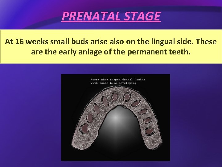 PRENATAL STAGE Oral arise epithelium in both jaws points thickens, Local buds at twenty
