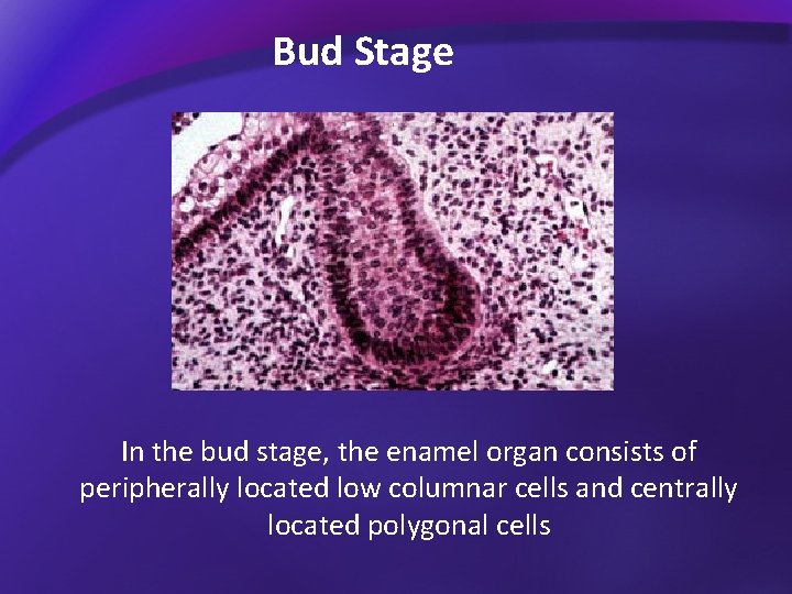 Bud Stage In the bud stage, the enamel organ consists of peripherally located low