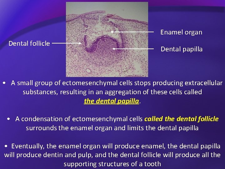 Enamel organ Dental follicle Dental papilla • A small group of ectomesenchymal cells stops