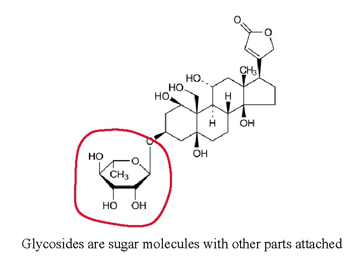 Glycosides are sugar molecules with other parts attached 