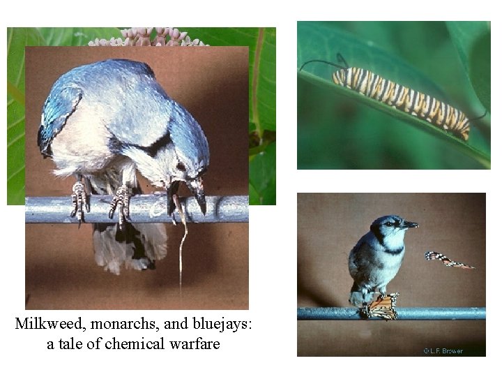 Milkweed, monarchs, and bluejays: a tale of chemical warfare 