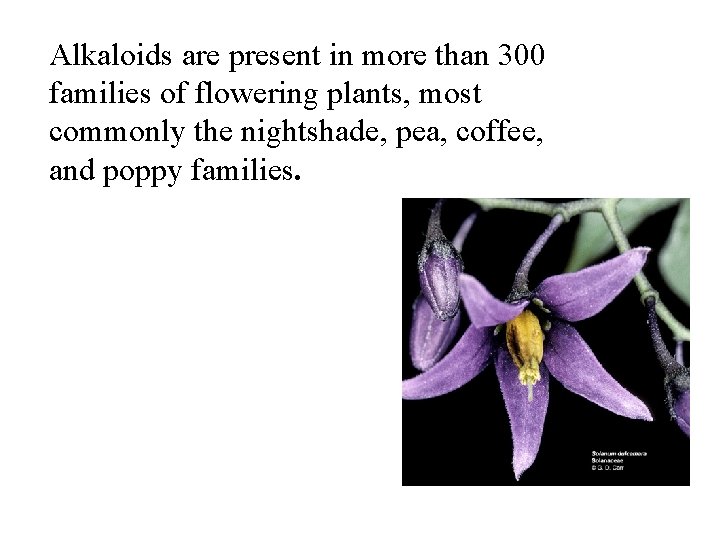 Alkaloids are present in more than 300 families of flowering plants, most commonly the