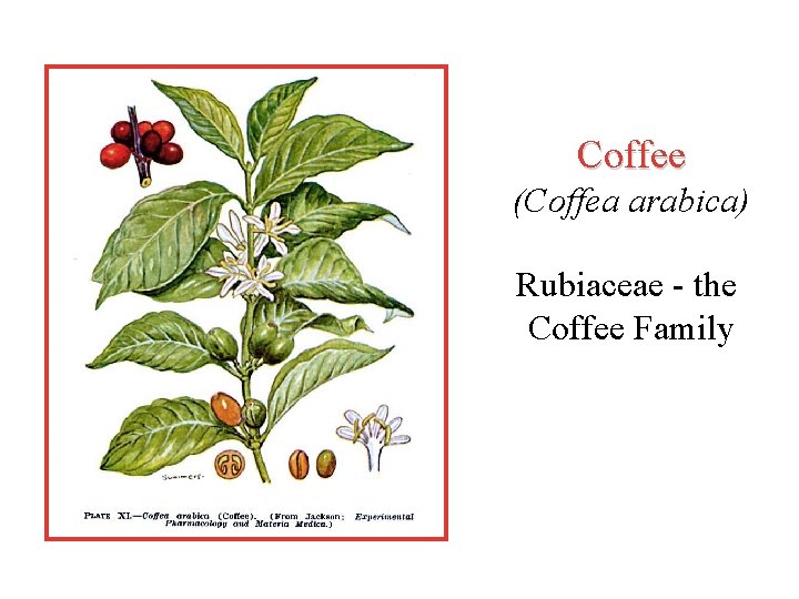 Coffee (Coffea arabica) Rubiaceae - the Coffee Family 
