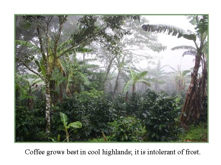 Coffee grows best in cool highlands; it is intolerant of frost. 