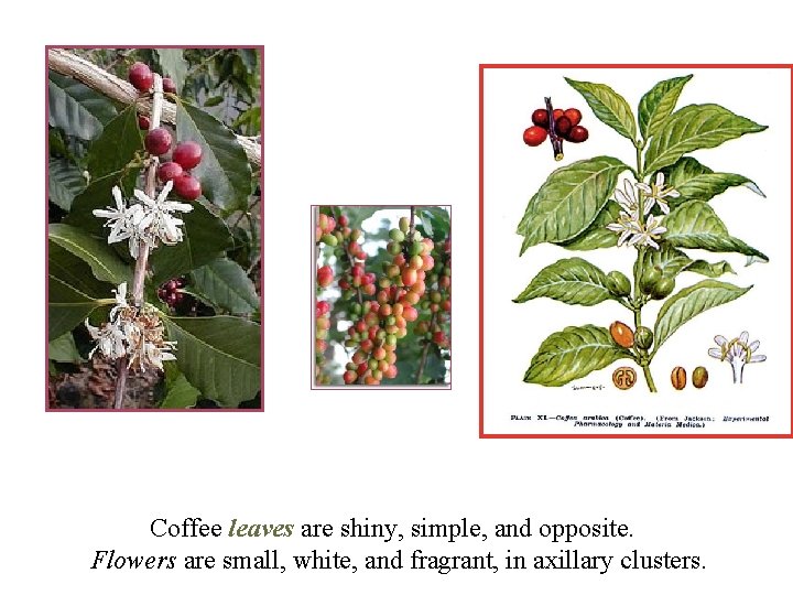 Coffee leaves are shiny, simple, and opposite. Flowers are small, white, and fragrant, in