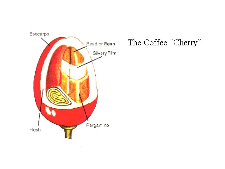 The Coffee “Cherry” 