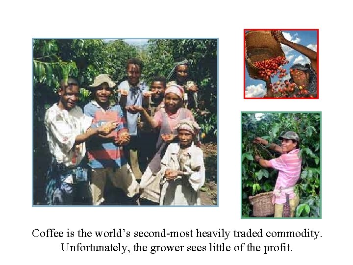 Coffee is the world’s second-most heavily traded commodity. Unfortunately, the grower sees little of