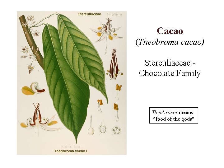 Cacao (Theobroma cacao) Sterculiaceae Chocolate Family Theobroma means “food of the gods” 
