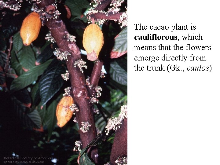 The cacao plant is cauliflorous, which means that the flowers emerge directly from the