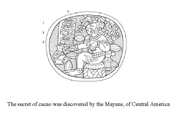 The secret of cacao was discovered by the Mayans, of Central America 
