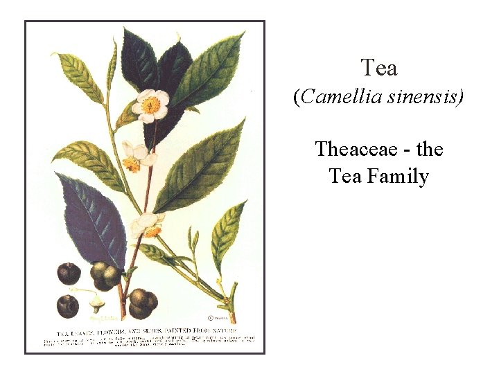 Tea (Camellia sinensis) Theaceae - the Tea Family 