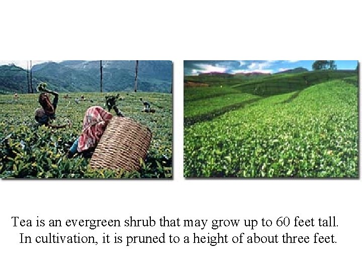 Tea is an evergreen shrub that may grow up to 60 feet tall. In