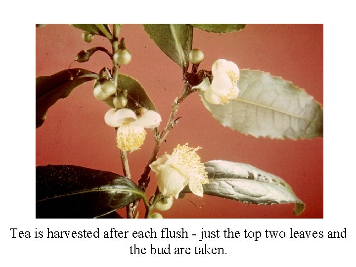 Tea is harvested after each flush - just the top two leaves and the