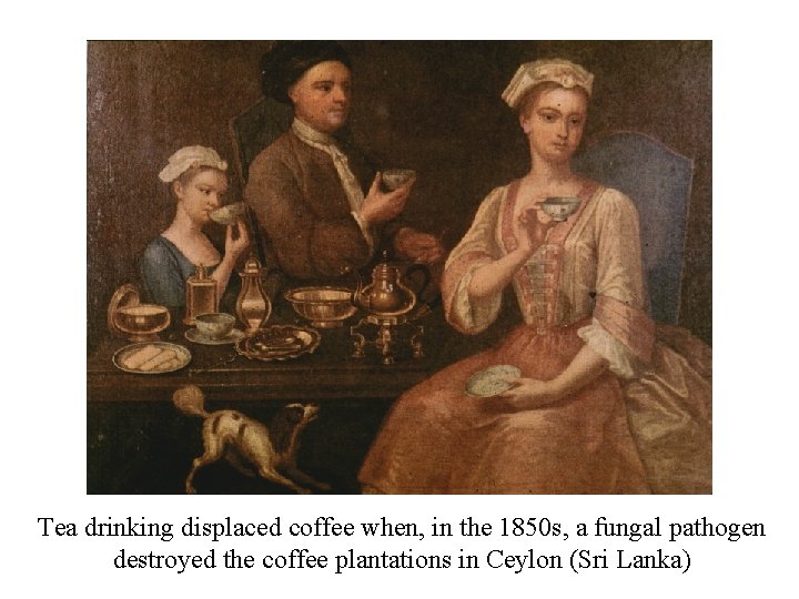 Tea drinking displaced coffee when, in the 1850 s, a fungal pathogen destroyed the
