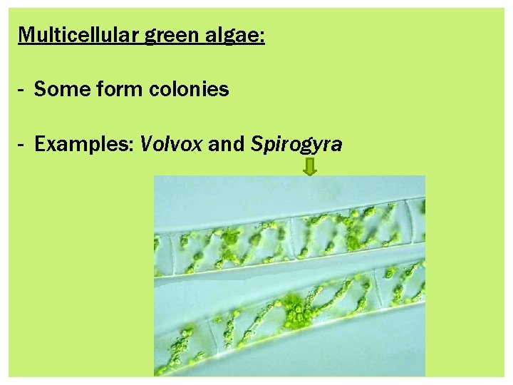 Multicellular green algae: - Some form colonies - Examples: Volvox and Spirogyra 