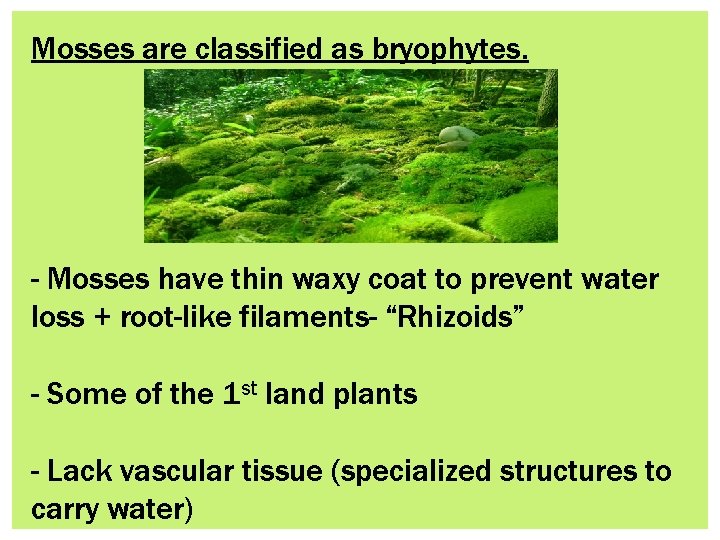 Mosses are classified as bryophytes. - Mosses have thin waxy coat to prevent water