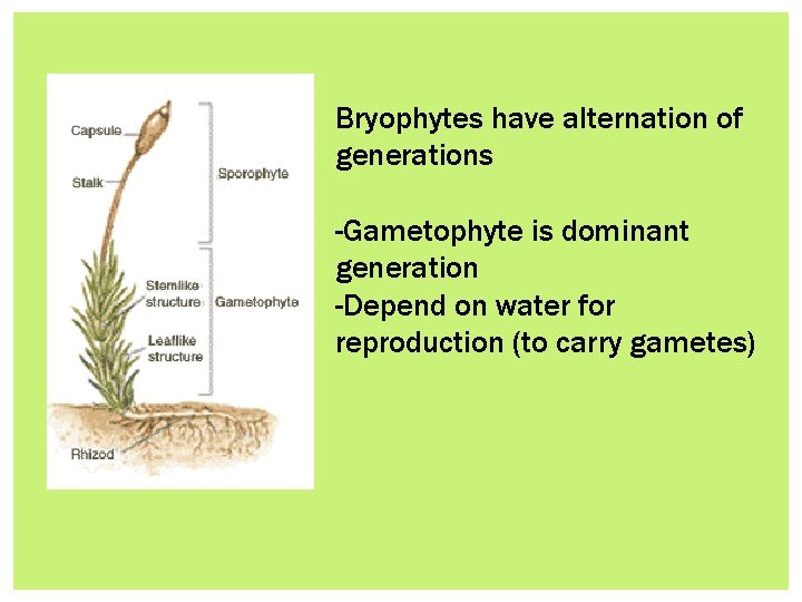 Bryophytes have alternation of generations -Gametophyte is dominant generation -Depend on water for reproduction