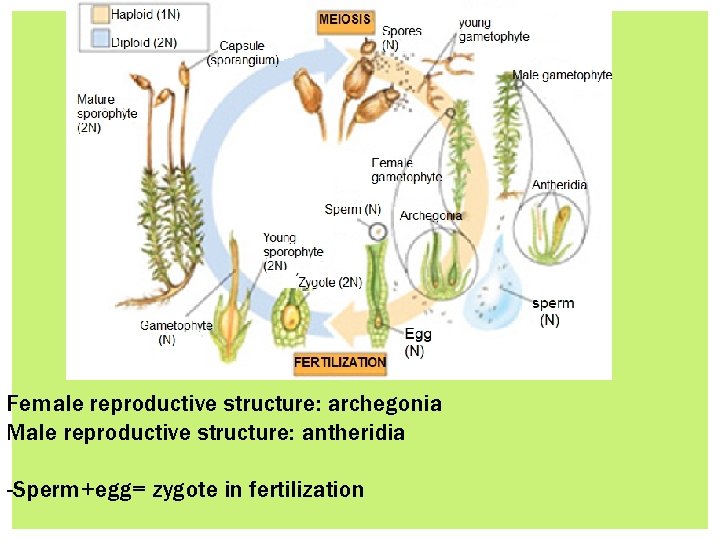Female reproductive structure: archegonia Male reproductive structure: antheridia -Sperm+egg= zygote in fertilization 