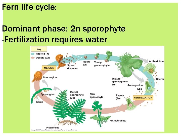 Fern life cycle: Dominant phase: 2 n sporophyte -Fertilization requires water 