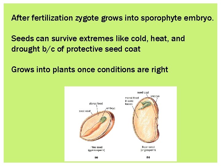 After fertilization zygote grows into sporophyte embryo. Seeds can survive extremes like cold, heat,