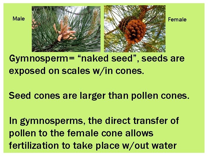 Male Female Gymnosperm= “naked seed”, seeds are exposed on scales w/in cones. Seed cones