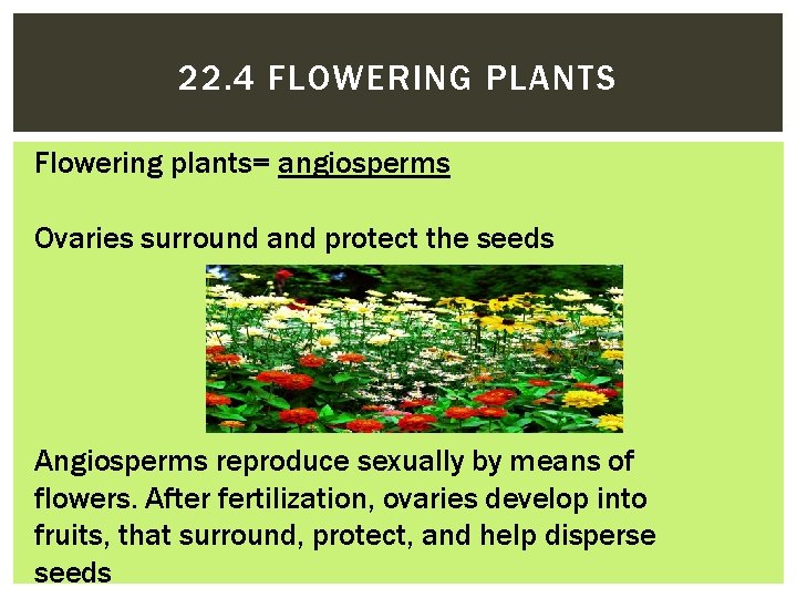 22. 4 FLOWERING PLANTS Flowering plants= angiosperms Ovaries surround and protect the seeds Angiosperms