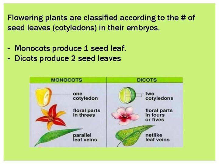 Flowering plants are classified according to the # of seed leaves (cotyledons) in their