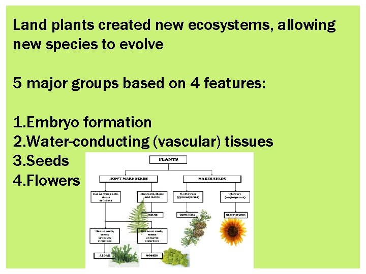Land plants created new ecosystems, allowing new species to evolve 5 major groups based