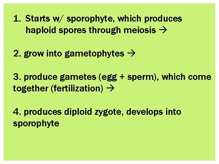 1. Starts w/ sporophyte, which produces haploid spores through meiosis 2. grow into gametophytes