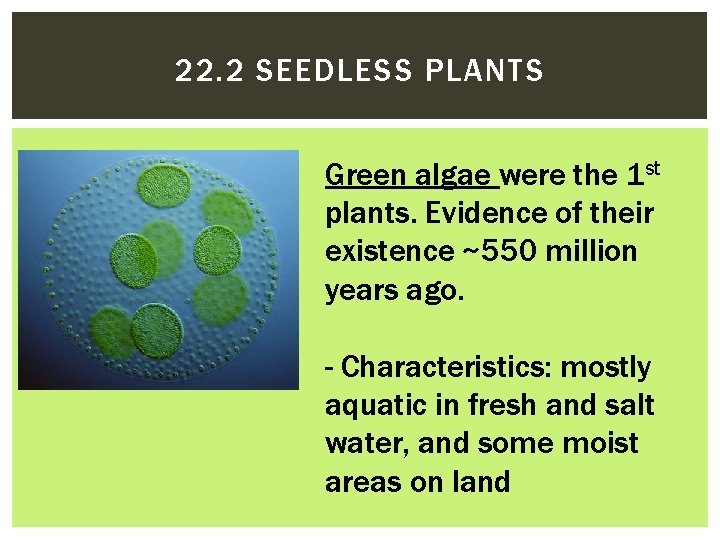 22. 2 SEEDLESS PLANTS Green algae were the 1 st plants. Evidence of their