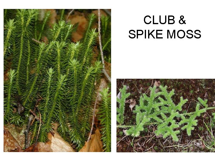 3 NONSEED VASCULAR PLANTS LYCOPHYTA Club mosses or