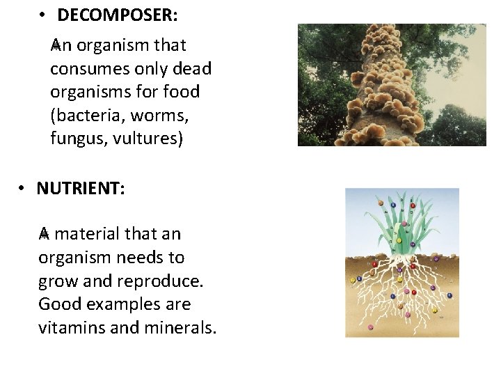  • DECOMPOSER: An organism that consumes only dead organisms for food (bacteria, worms,