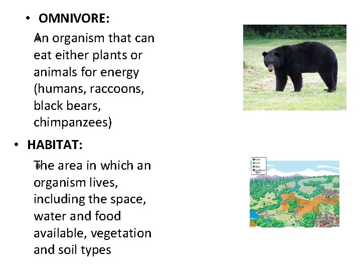  • OMNIVORE: An organism that can eat either plants or animals for energy