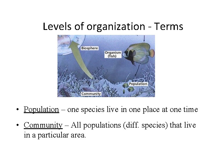 Levels of organization - Terms • Population – one species live in one place