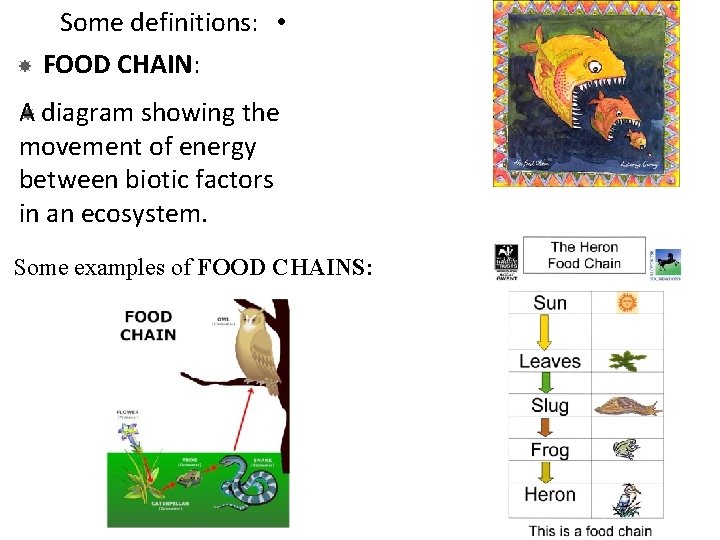  Some definitions: • FOOD CHAIN: A diagram showing the movement of energy between
