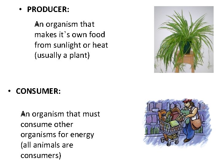  • PRODUCER: An organism that makes it’s own food from sunlight or heat