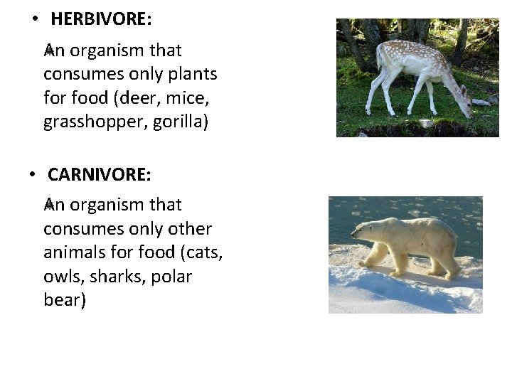  • HERBIVORE: An organism that consumes only plants for food (deer, mice, grasshopper,