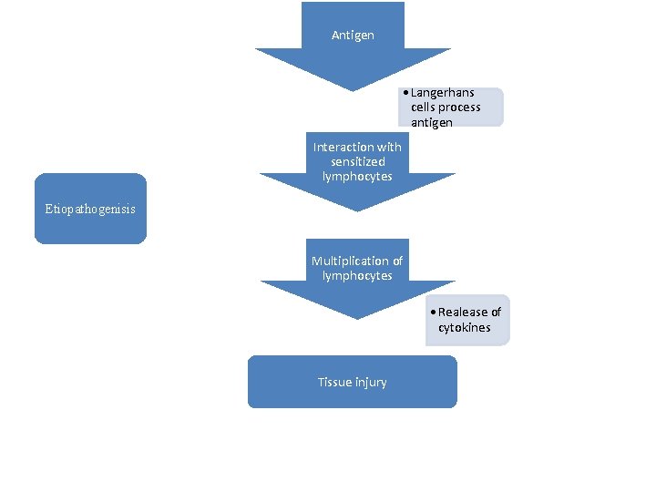 Antigen • Langerhans cells process antigen Interaction with sensitized lymphocytes Etiopathogenisis Multiplication of lymphocytes