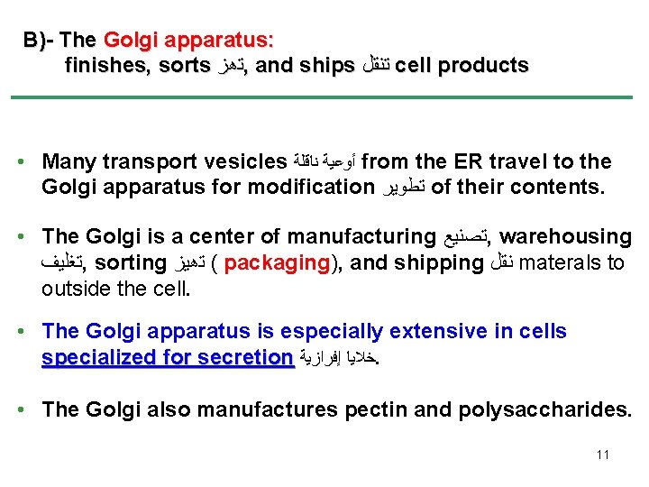 B)- The Golgi apparatus: finishes, sorts ﺗﻫﺰ , and ships ﺗﻨﻘﻞ cell products •