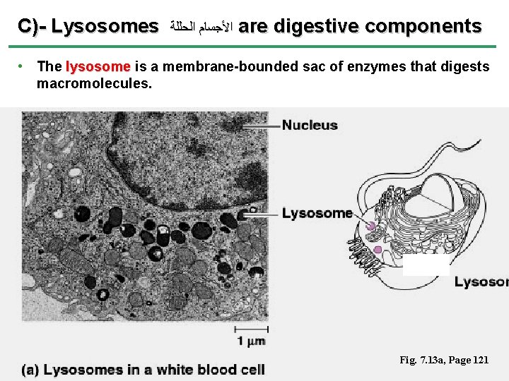 C)- Lysosomes ﺍﻷﺠﺴﺎﻡ ﺍﻟﺣﻠﻠﺔ are digestive components • The lysosome is a membrane-bounded sac